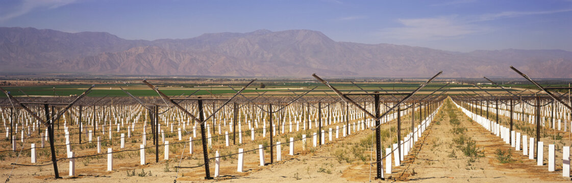 Newly planted vineyard staked and with white protective sleeves dominates the foreground, other green fields and mountains beyond, Coachella Valley, Mecca, California, United States of America