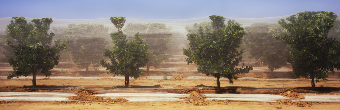In Central Valley, a horizontal view of rows of orange trees, netted for bird and pest protection is seen in late spring, Ducor, California, United States of America