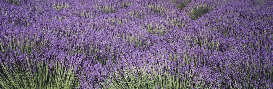 Close up view of lavender plants swaying in the breeze on an organic farm in Santa Ynez Valley in the summer, Buellton, California, United States of America