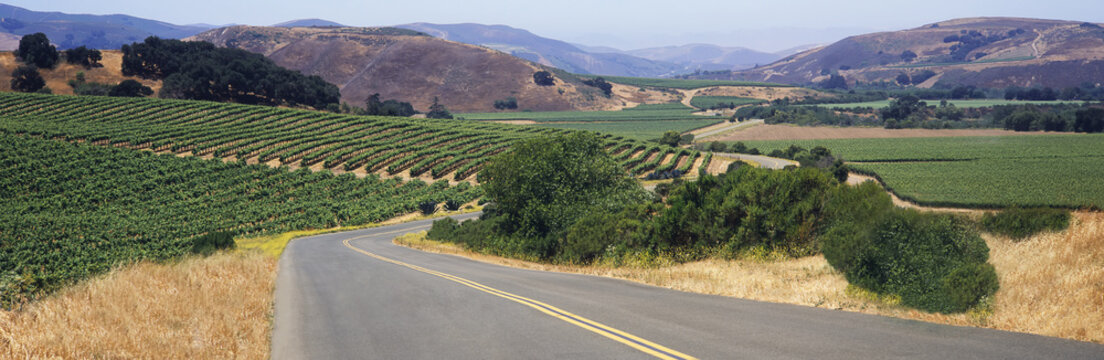 A road winds through a patchwork of vineyards in early summer in Santa Ynez Valley, mountains and blue sky beyond, Buellton, California, United States of America