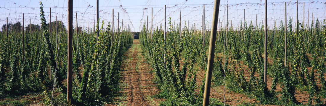 Rows of staked mature hops await the fall harvest for use in beer making and floral decorations, Pacific Northwest, Salem, Oregon, United States of America