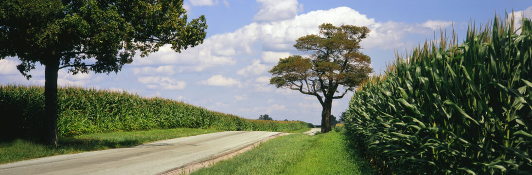 A country road runs between two field of maturing, tasseled corn, near Xenia, Ohio, United States of America
