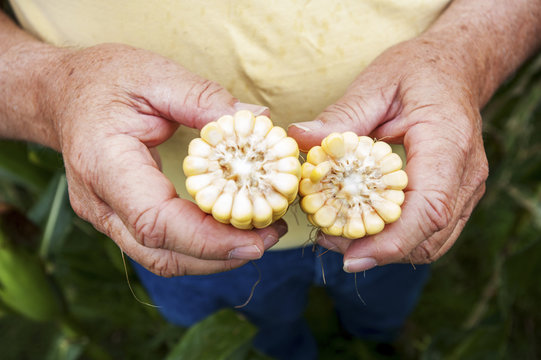 Detail of man's hands holding corn (Maize), Knoxville, Pennsylvania, United States of America