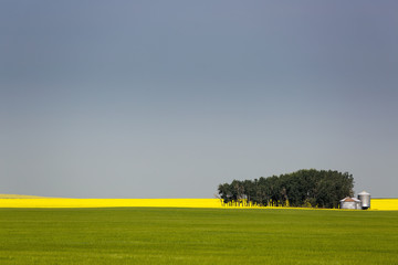 A flowering canola field in the distance framed by a green wheat field with a group of trees, metal grain bins and blue sky, Acme, Alberta, Canada