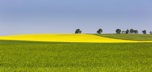 A flowering canola field framed by green fields with trees and blue sky, Acme, Alberta, Canada