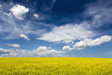 Flowering canola field with clouds and blue sky, Alberta, Canada