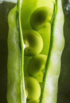 Close up of peas in a pea pod, Calgary, Alberta, Canada