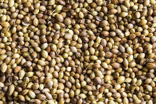 Extreme close up of coriander seeds, Calgary, Alberta, Canada