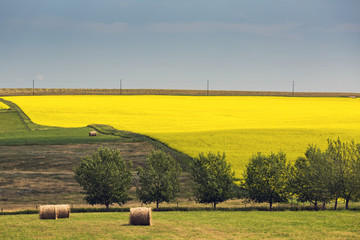 Rolling flowering canola field with round hay bales in a green field framed by trees and blue sky, Alberta, Canada