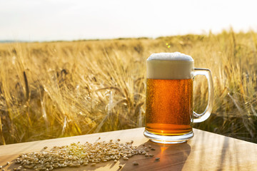 Frothy beer mug in ripe golden barley field