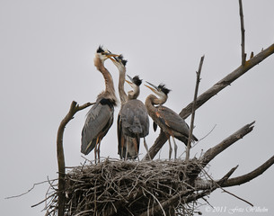 Great blue Herons in nest being fed by parent