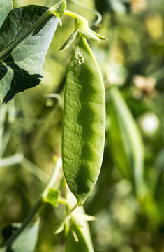 Close up of pea pod on the vine, Alberta, Canada