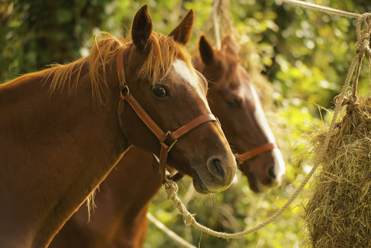Two chestnut horses eating hay