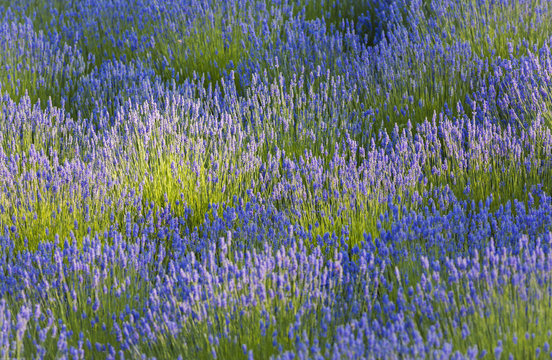 Rows of different lavender plants in field
