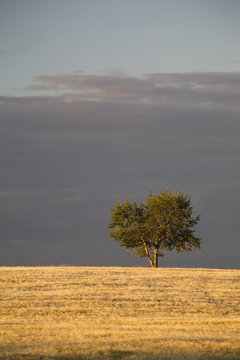 A single tree in a golden field at sunrise,Alberta canada