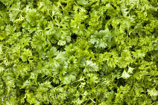 Close up of green parsley,Calgary alberta canada