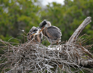 Great blue Herons in nest being fed by parent