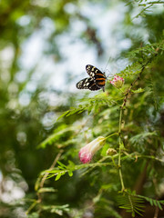 monarch butterfly on a pink flower in a garden
