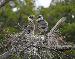 Great blue Herons in nest being fed by parent