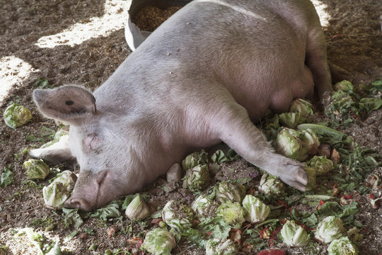 Domestic pig sleeping,Saskatchewan canada