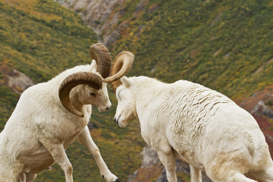 Dall's sheep (ovis dalli) rams hitting heads together during dominance display, butting heads, in autumn, denali national park;Alaska, united states of america