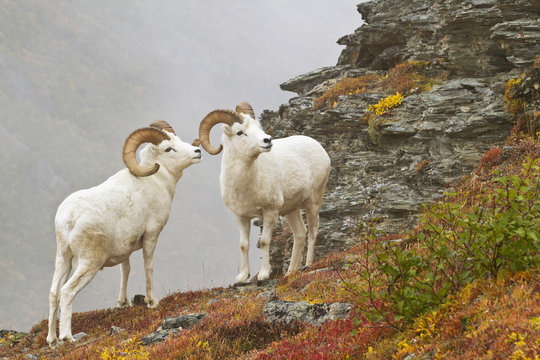 Dall'ssheep  rams standing by rock outcrop in tundra
