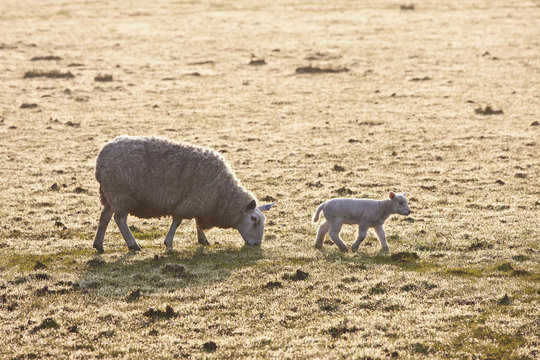 A Ewe And Lamb On A Frosty Field