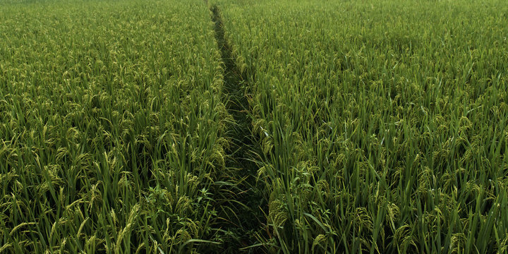 A path through a field with a green crop