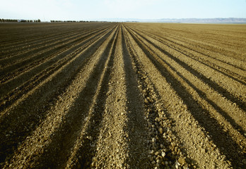 Agriculture - Field newly planted with cotton, prior to germination / San Joaquin Valley, California, USA.