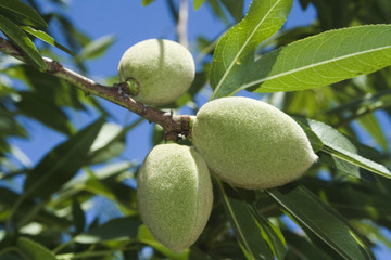 Agriculture - Healthy green almonds on the tree in early summer / Tehama County, Northern California, USA.