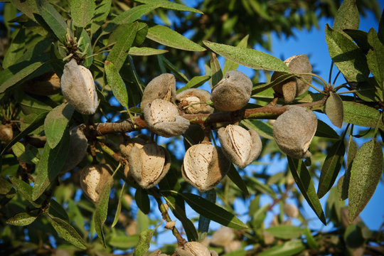 Agriculture - Closeup of mature almonds on the tree with hulls cracked open and ready for harvest in late afternoon sunlight / near Dinuba, California, USA.