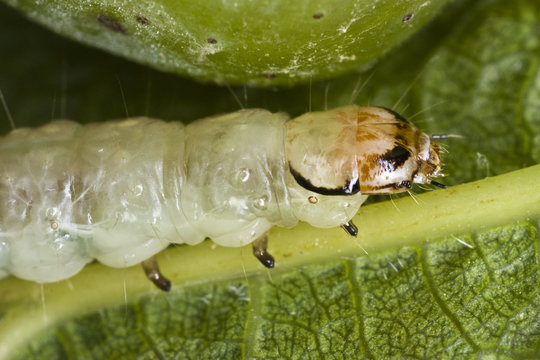 Agriculture - Western Avocado Leafroller (Amorbia cuneana) mature larva on a leaf / Napa Valley, California, USA.