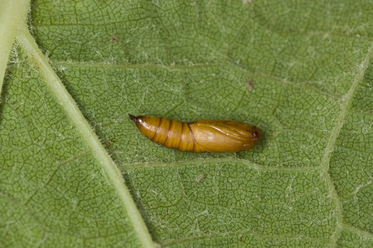 Agriculture - Leafroller pupa on a grape leaf / Napa Valley, California, USA.