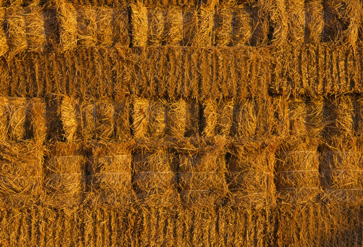 Agriculture - Alfalfa hay bales stacked up after harvest, bales will be transported by truck to their final destination / California, USA.