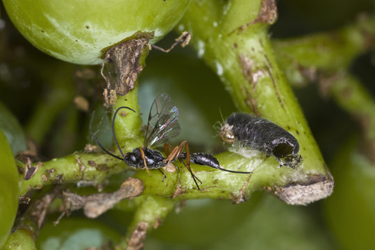 Agriculture - Beneficial insect, Ichneumonid wasp adult in a grape cluster. This wasp possibly also parasitizes the European Grapevine Moth (Lobesia botrana) larva / California, USA.