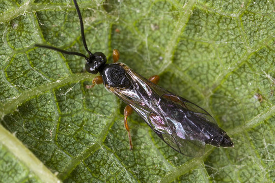 Agriculture - Beneficial insect, Exochus sp. wasp adult on a grape leaf. This wasp possibly also parasitizes the European Grapevine Moth (Lobesia botrana) larva / California, USA.