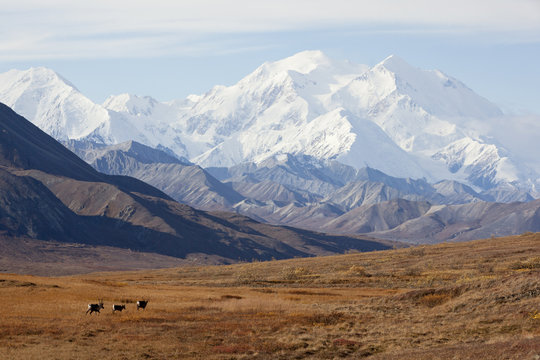 Three Caribou Run Thru The Tundra With Mt. Mckinley Looming In The Background, Denali National Park And Preserve, Interior Alaska, Autumn
