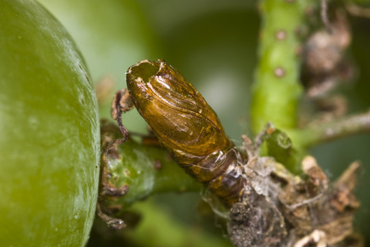 Agriculture - Beneficial insect, empty pupal case in a grape cluster of a leafroller that was parasitized by an Exochus sp. wasp. This wasp possibly also parasitizes the European Grapevine Moth (Lobesia botrana) larva / California, USA.