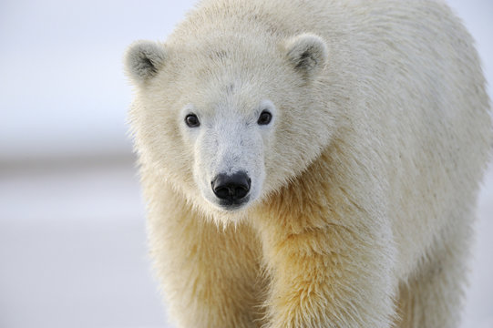 Portrait of polar bear 