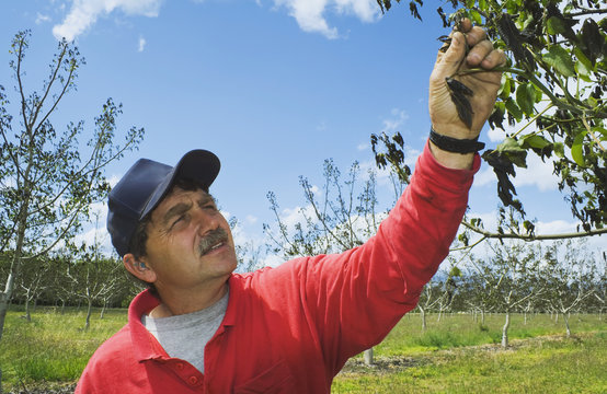 Agriculture - A walnut grower inspects the damage to his crop caused by a heavy unusual Spring freeze / near Red Bluff, California, USA.