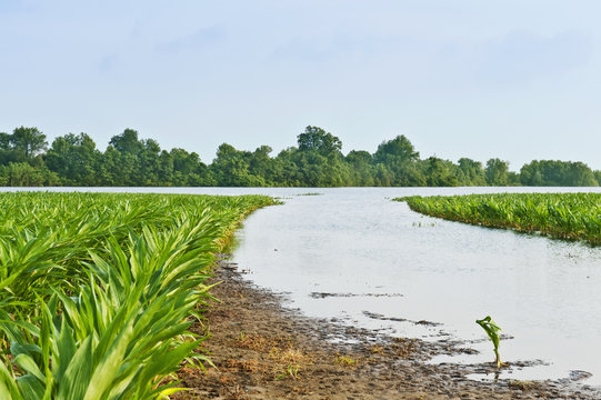 Agriculture - Flooded corn field along the Yazoo River during the Mississippi River flood of May, 2011 / near Redwood, Mississippi, USA.