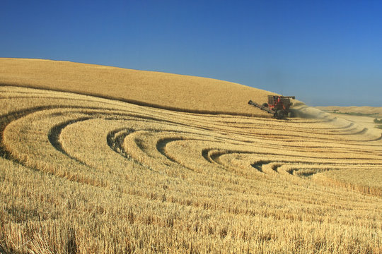 Sidehill combine harvesting malting barley