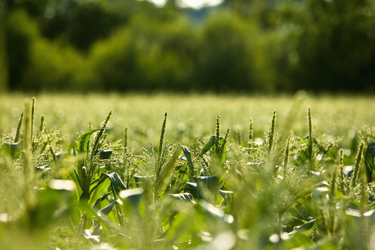Agriculture - Tassels of mid growth sweet corn plants in focus at a local family produce farm / Little Compton, Rhode Island, USA.