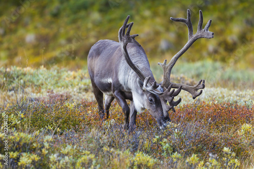 Caribou Bull, Denali National Park, Alaska бесплатно