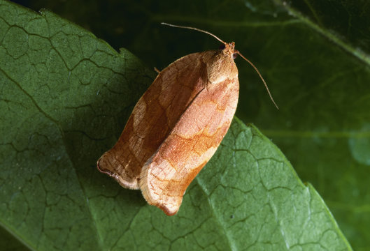 Agriculture - Oblique banded leafroller (Choristoneura rosaceana) adult moth on a leaf (1X).