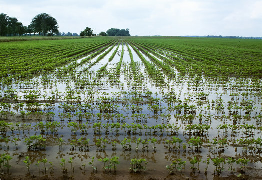 Agriculture - Standing water in an early growth soybean field following heavy Summer rains / South Dakota, USA.