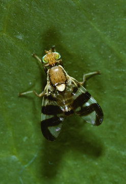 Walnut husk fly