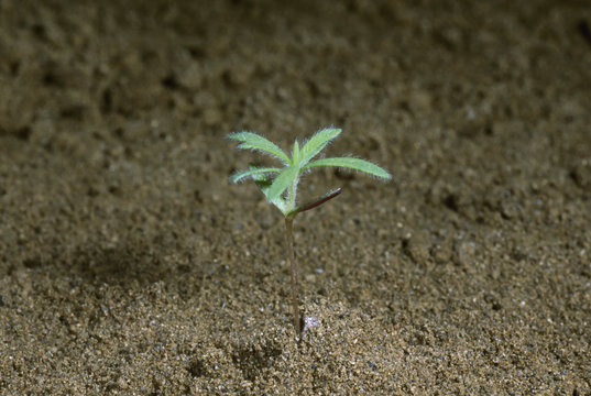 Agriculture - Weeds, Kochia (Kochia scoparia) aka. Belvedere, Belvedere-Cypress, Fireball, Fireweed, Mexican Burningbush, Mexican-fireweed, Mock Cypress, Morenita, Poor Man