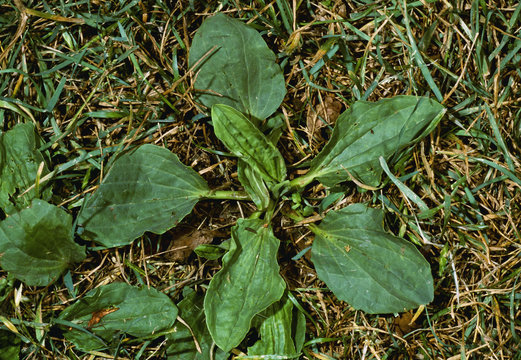 Agriculture - Weeds, Broadleaf Plantain (Plantago major) aka. Common Plantain, Dooryard Plantain, rosette / California, USA.