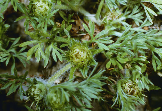 Agriculture - Weeds, Lawn Burweed (Soliva sessilis) aka. Carpet Burweed, Common Soliva, Field Burweed, Jo-jo, Onehunga, Soliva, Spurweed, fruiting head / California, USA.